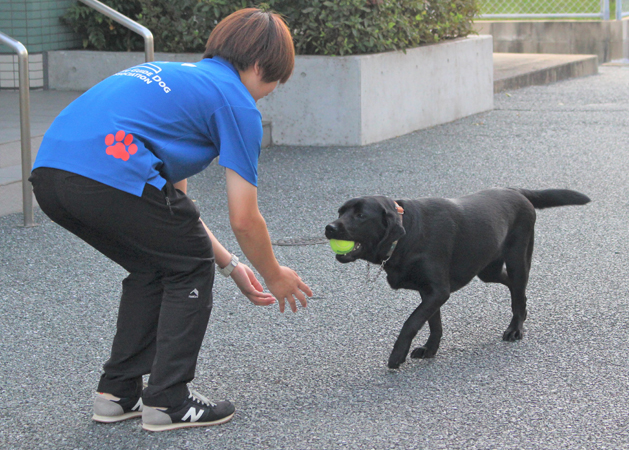 イメージ：盲導犬の協同歩行