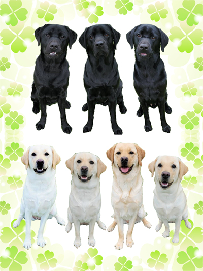 パピーウォーカー課程を修了