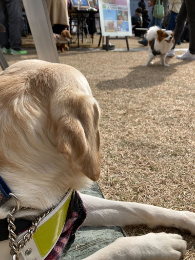 RKB福岡百道浜ドッグフェスタ2025