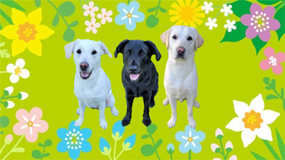 パピーウォーカー課程を修了