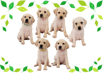 パピーウォーカー課程を修了