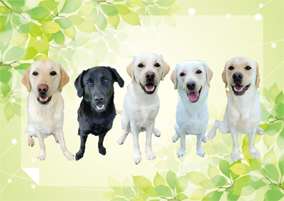 パピーウォーカー課程を修了