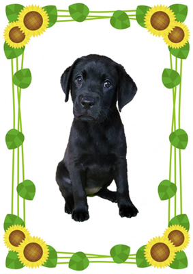 1頭の子犬を委託