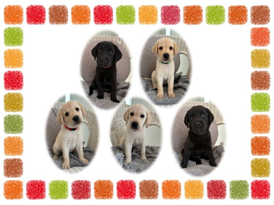 5頭の子犬を委託