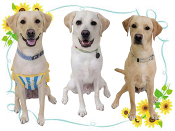 パピーウォーカー課程修了