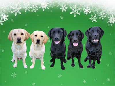 パピーウォーカー課程修了